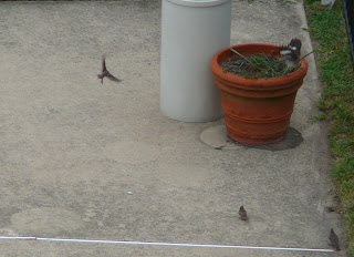 mockingbird chasing sparrows
