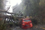  Angin Kencang Terjang Kawasan Puncak, Puluhan Pohon Tumbang Di Jalan Raya 