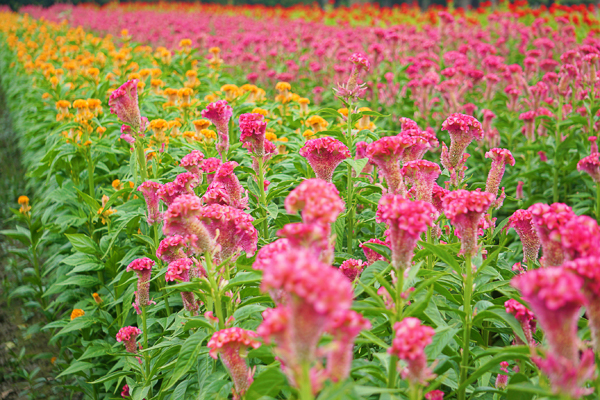 彰化北斗興農路雞冠花田，彩色繽紛雞冠花海就像雞冠頭，免費參觀