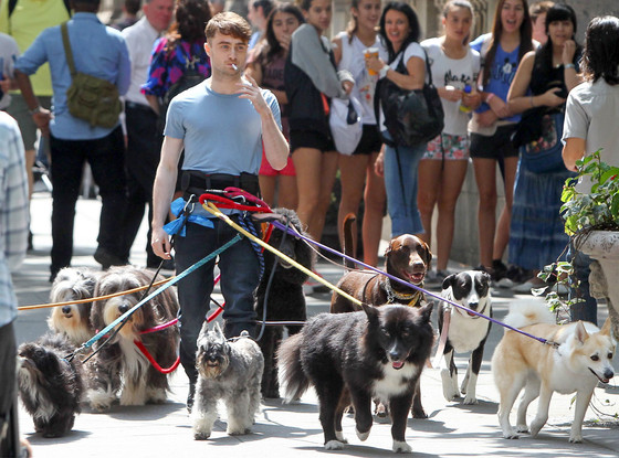 Daniel Radcliffe Y de repente tú paseando perros