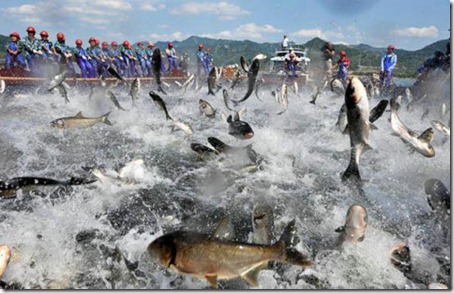 Flying Fish - Amaze Pics (5)