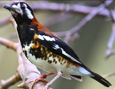 Bird Tung Punglor or Punglor Ampenan