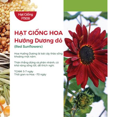 Hạt giống Hoa hướng dương đỏ 220AQ