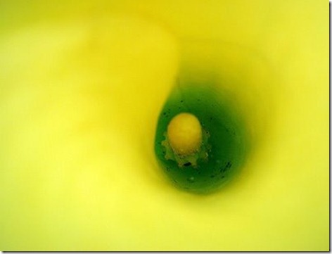 05flor