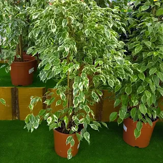 Ficus benjamina como Cuidar?