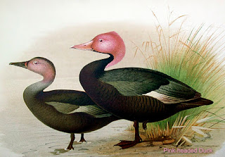 pato de cabeza rosada Rhodonessa caryophyllacea extinction ducks