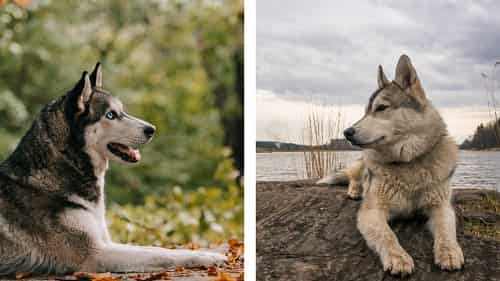 Difference Between Alaskan Malamute Vs Siberian Husky
