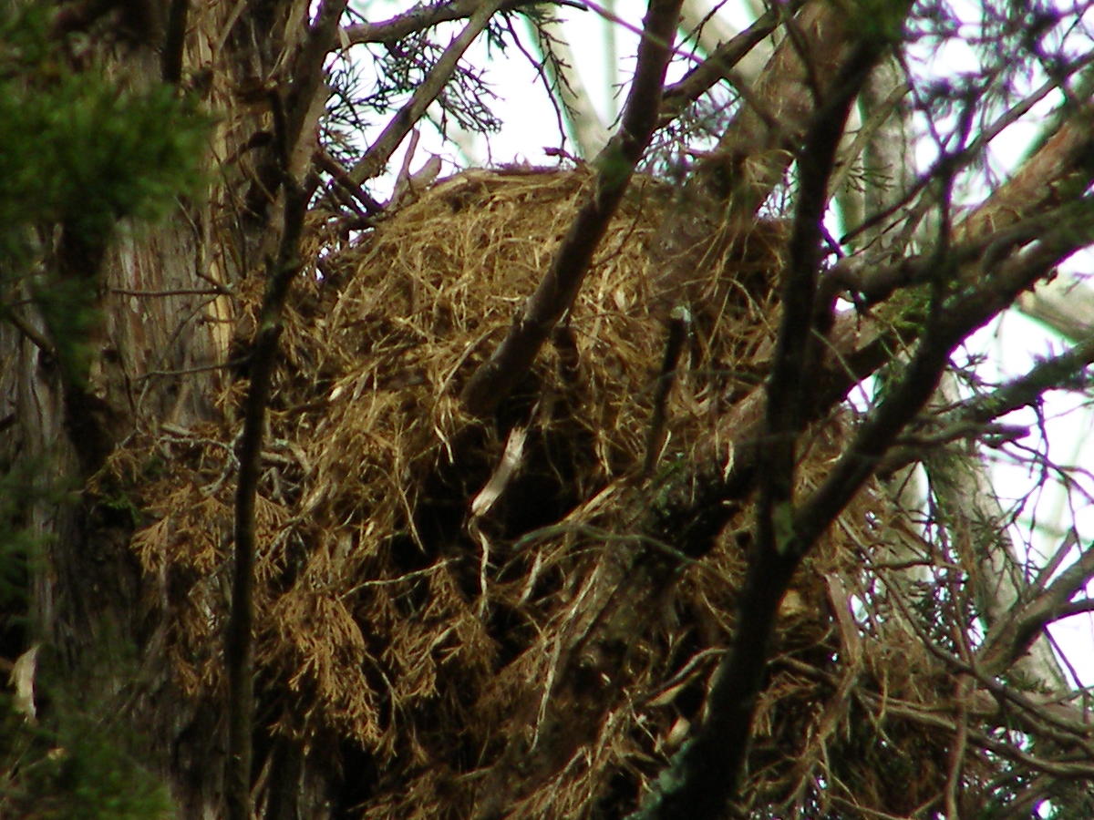 Blue Jay Barrens: Nest