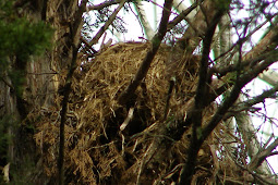 Blue Jay Barrens: Nest