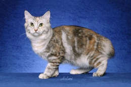 gambar kucing silver classic torbie