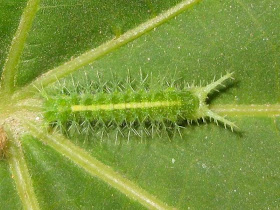 Common Castor Butterfly Eggs Picture