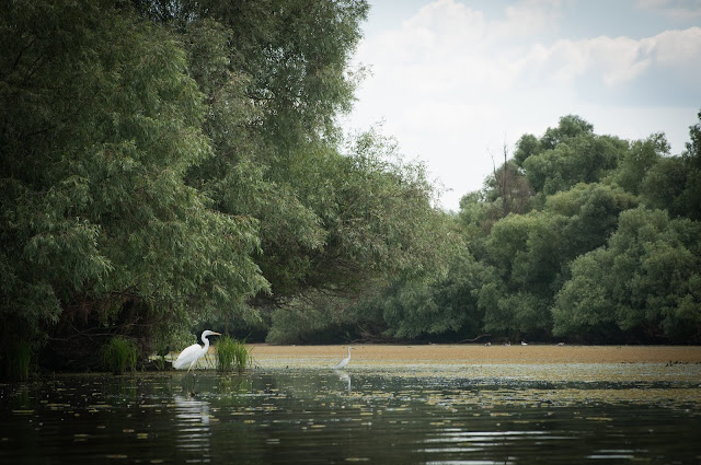 Lacul cu Cotete, Delta Dunarii