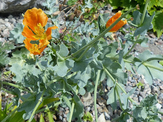 Pavot cornu - Glaucienne écarlate - Glaucienne en cornet - Glaucium corniculatum