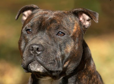 Staffordshire Bull Terrier