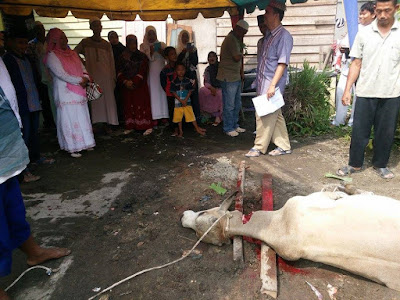 Rayakan Idul Adha 1436H KanKemenag Kota Tanjungbalai Menyembelih Hewan Qurban