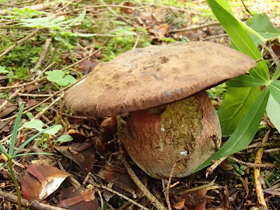 grzyby 2017, grzyby w czerwcu, grzyby na Orawie, borowik ceglastopory Boletus erythropus, muchomor mglejarka Amanita vaginata, gnieźnik leśny