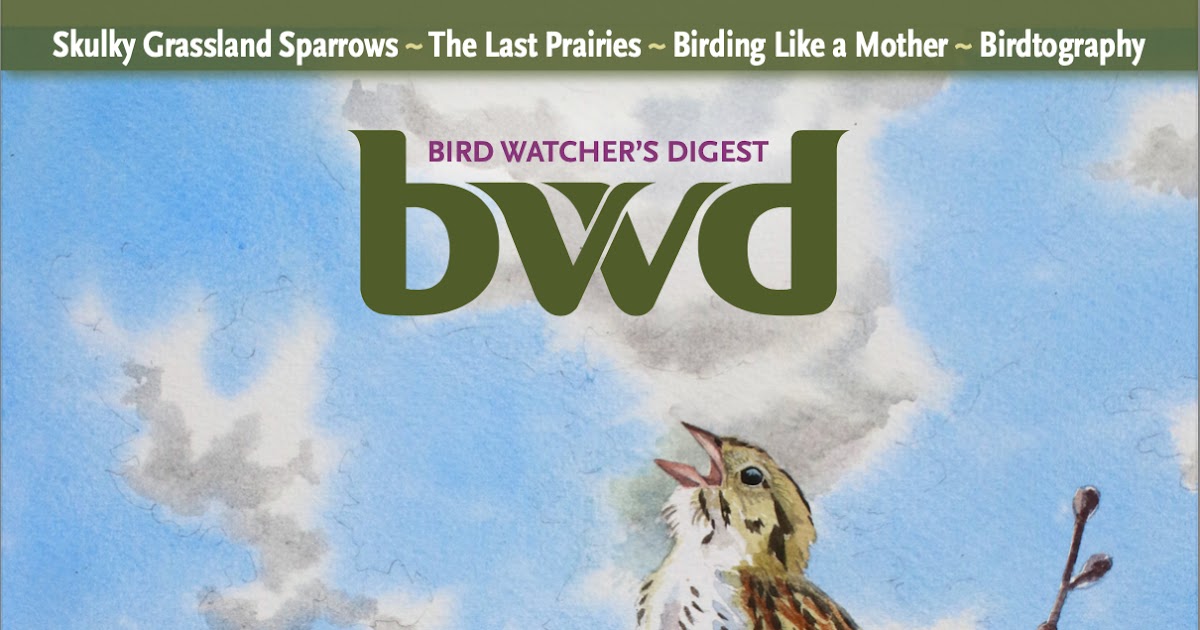 Hey, Bird! You Lost Something! How to Identify Feathers – BWD Magazine