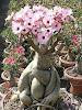 bunga adenium