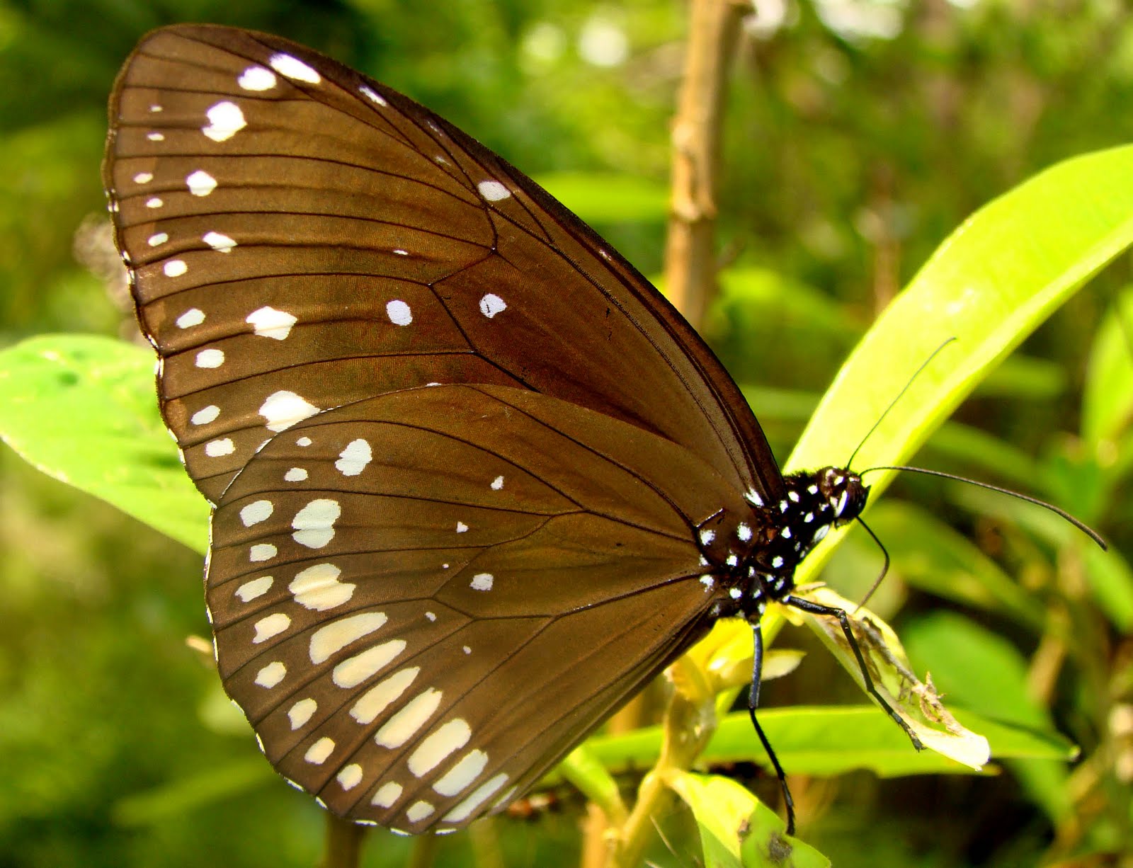 Insects of Kerala: COMMON INDIAN CROW BUTTERFLY- Euploea core