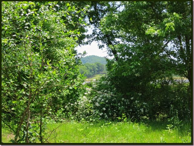 GreenIMG_3565