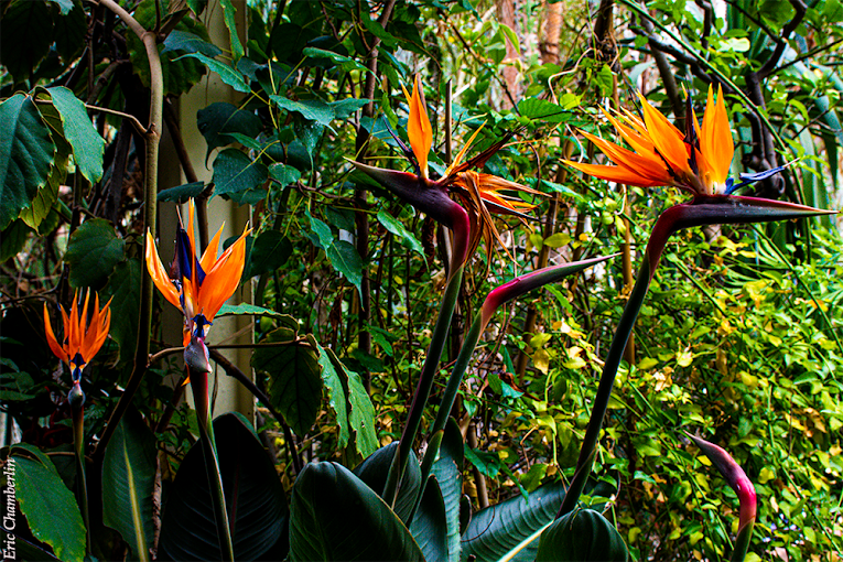 Oiseaux du Paradis - Jardin Botanique - Strasbourg