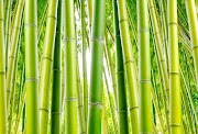 40+ Keramik Motif Pohon Bambu, Yang Nyaman!