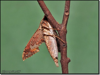 Eupanacra elegantulus-20090109_2656-640