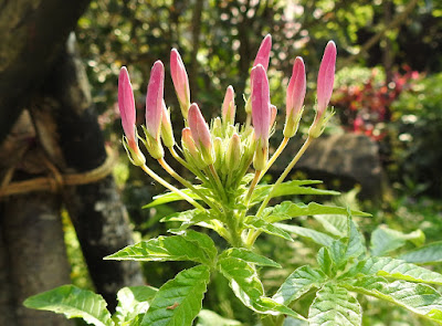 醉蝶花的花