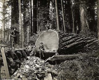 Pohon-Pohon Raksasa Dari Humboldt