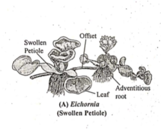 Eichornia