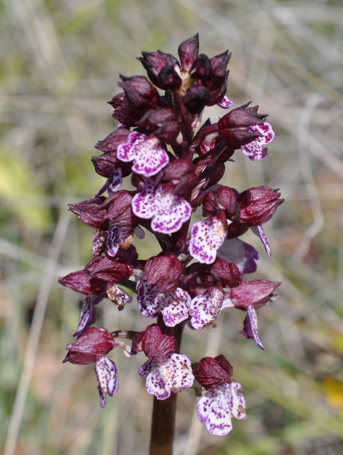 Orchis pourpre