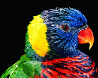 Colorful Birds -Wallpapers 1280x1024 HD-03