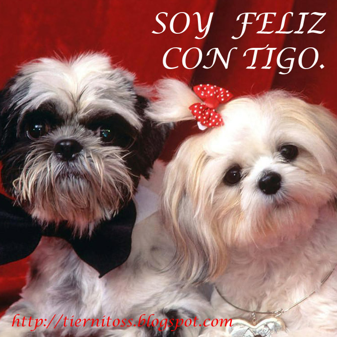 Imagenes de Perritos enamorados para facebook Gratis 
