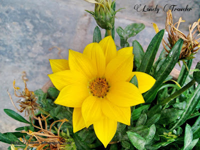 Treasure flower - Gazania rigens