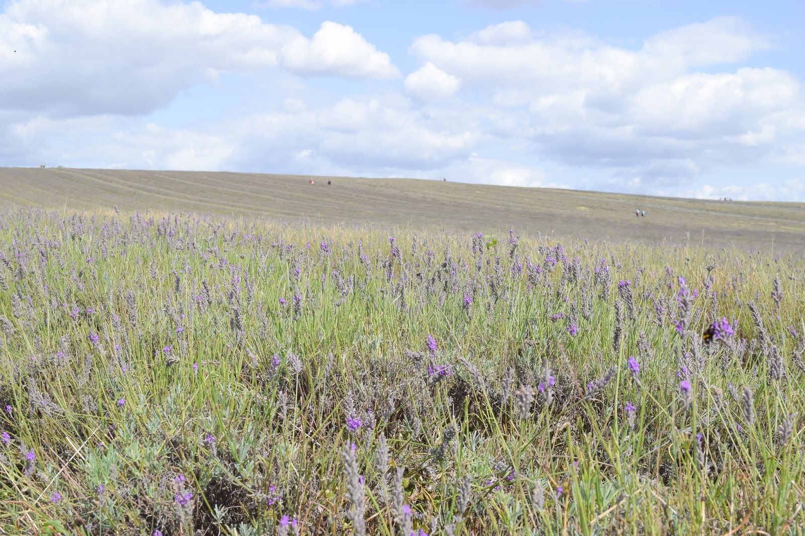 A landscape of a lavender field and a sky scattered with clouds.