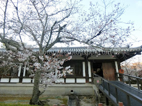 Japan cherry blossoms