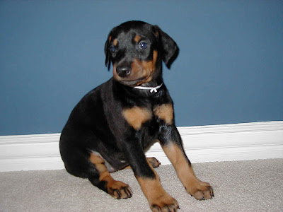 Doberman Pinscher Dog Picture