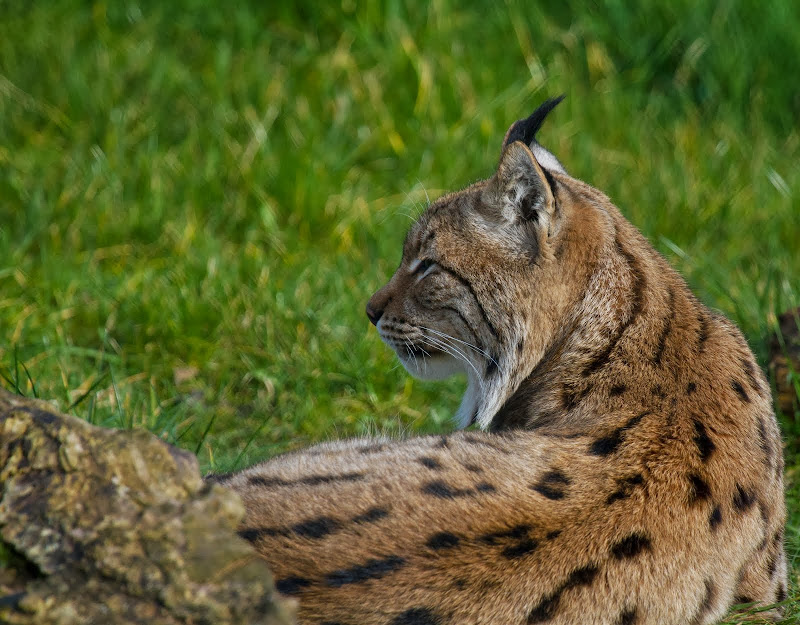 Lynx blikt vooruit title=