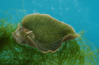 Green Sea Slug