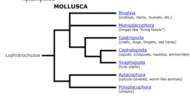 Klasifikasi Filum Mollusca