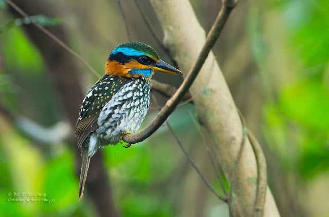 spotted wood kingfisher male