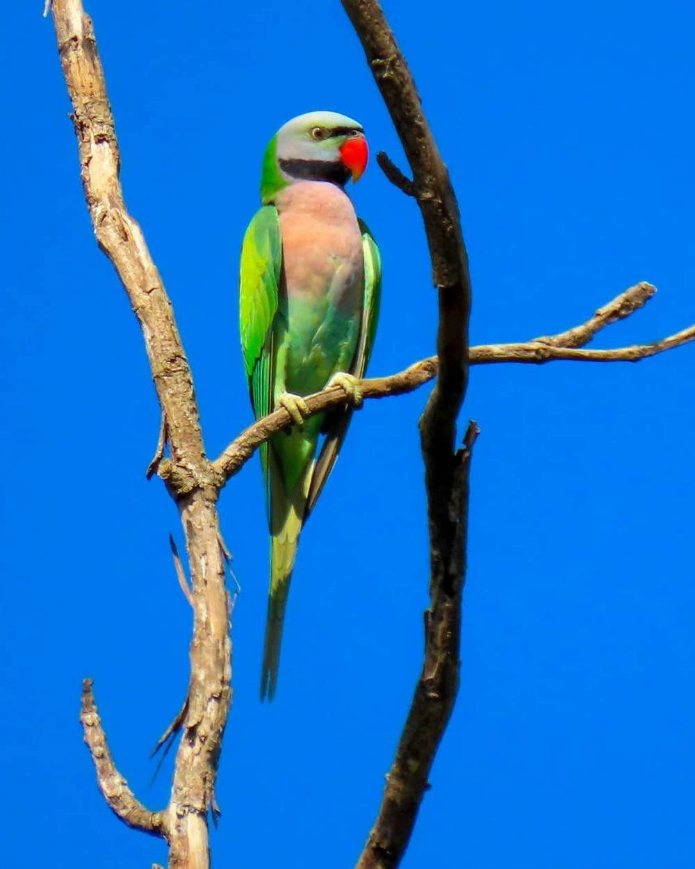 นกแขกเต้า Red-breasted Parakeet ลักษณะ อุปนิสัย แหล่งอาศัย สถานภาพ?