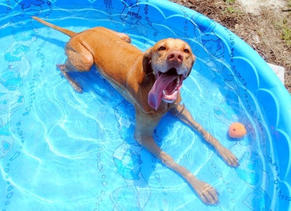 Keep Your Dog Cool This Summer  