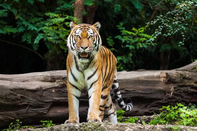 Tigers: Power, Intelligence, and Survival