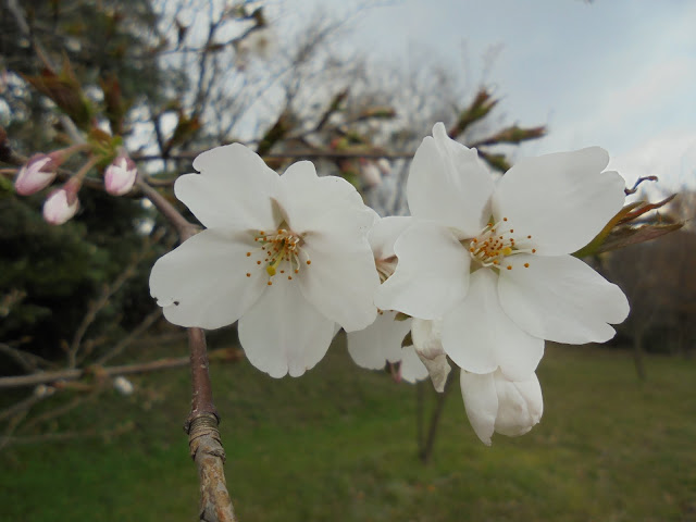 弥生の館むきばんだの芝生け広場のソメイヨシノ桜