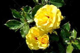 Hd Images Of Yellow Rose 29