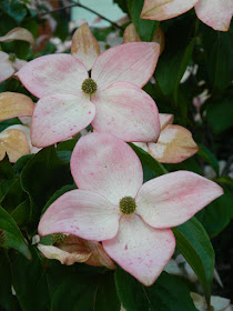 Satomi Chinese Dogwood Cornus kousa blooms by garden muses-not another Toronto gardening blog