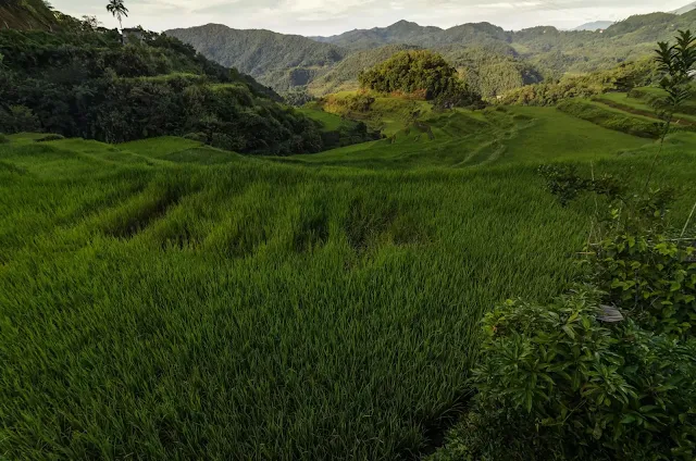 Rice Fields Banaue Bangaan Road Views Ifugao Cordillera Administrative Region Philippines