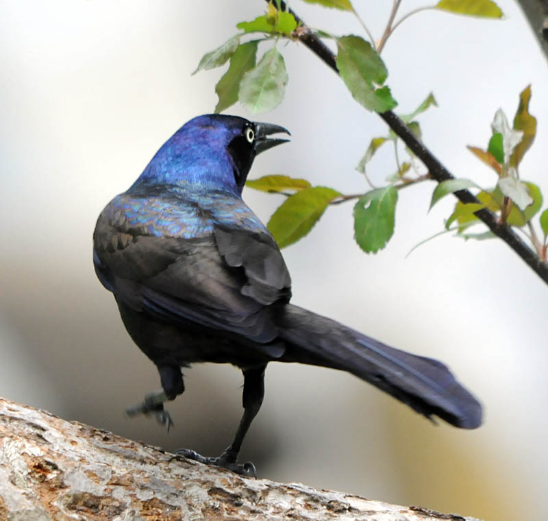 common grackle. common grackle flight.