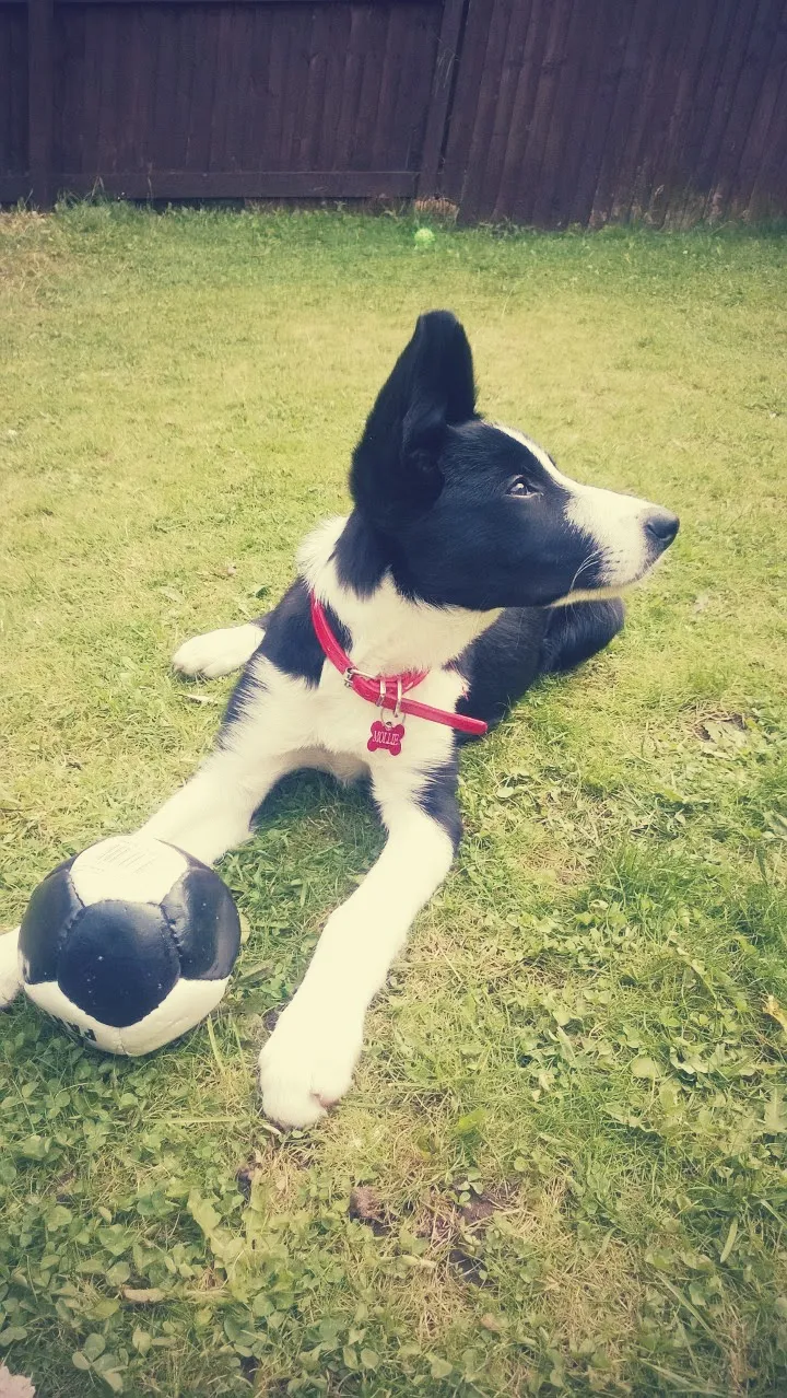 Mollie The Border Collie: 4 Months